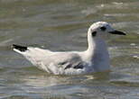 Mouette de Bonaparte