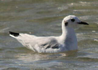 Mouette de Bonaparte