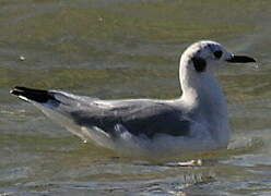 Bonaparte's Gull