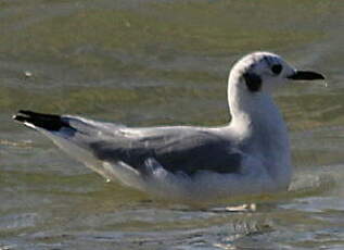 Mouette de Bonaparte