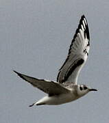 Bonaparte's Gull