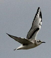 Mouette de Bonaparte