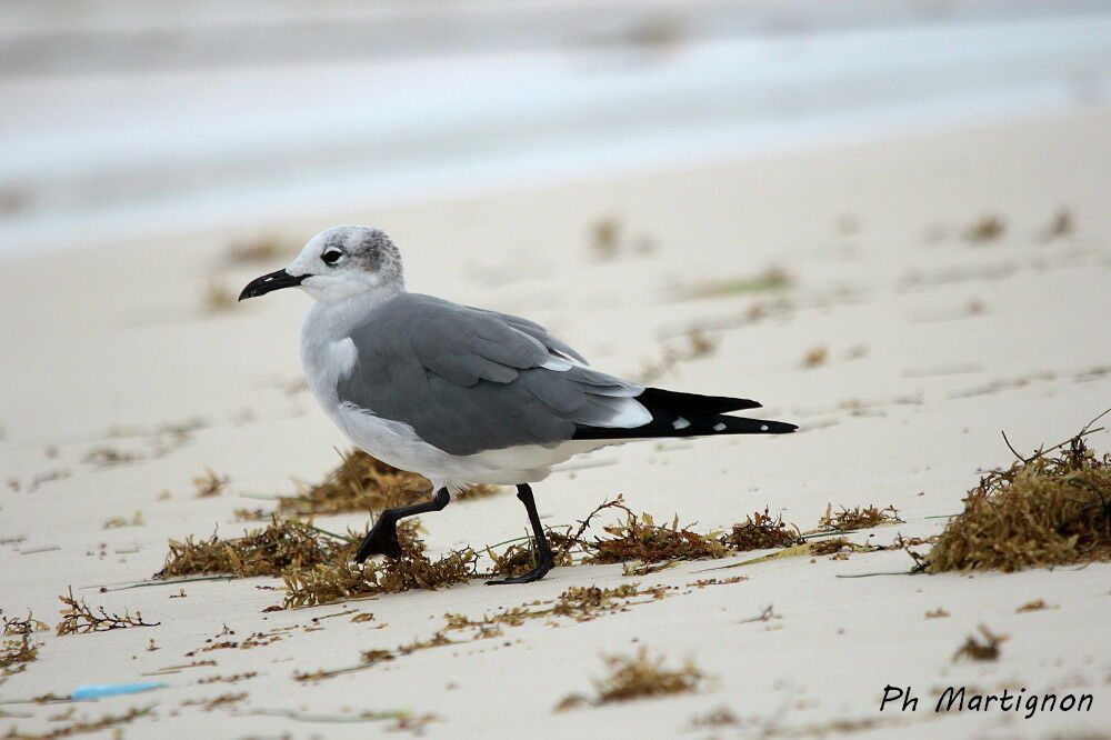 Franklin's Gull, identification