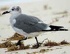 Mouette de Franklin