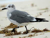 Mouette de Franklin