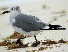 Franklin's Gull