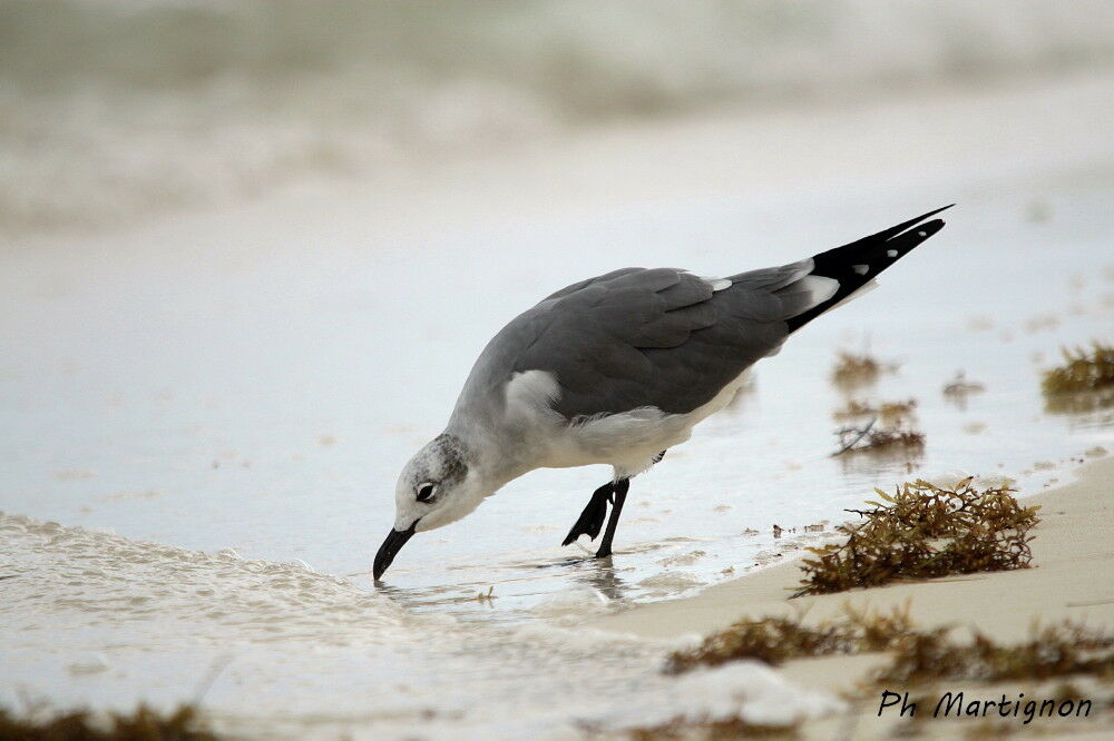 Mouette de Franklin, identification