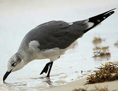 Franklin's Gull