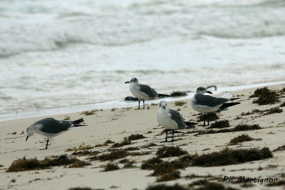 Franklin's Gull