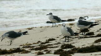 Franklin's Gull