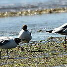 Mouette de Patagonie