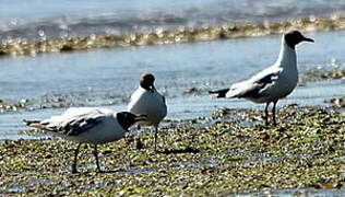 Brown-hooded Gull