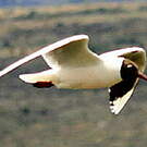 Mouette de Patagonie