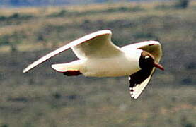 Brown-hooded Gull