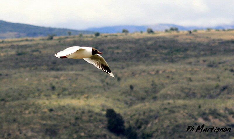 Mouette de Patagonie