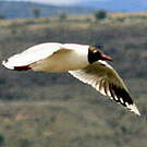 Mouette de Patagonie