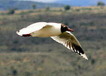 Mouette de Patagonie