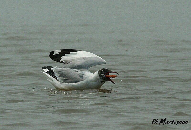 Mouette du Tibet