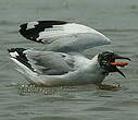 Mouette du Tibet