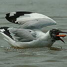 Mouette du Tibet