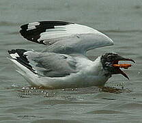 Brown-headed Gull