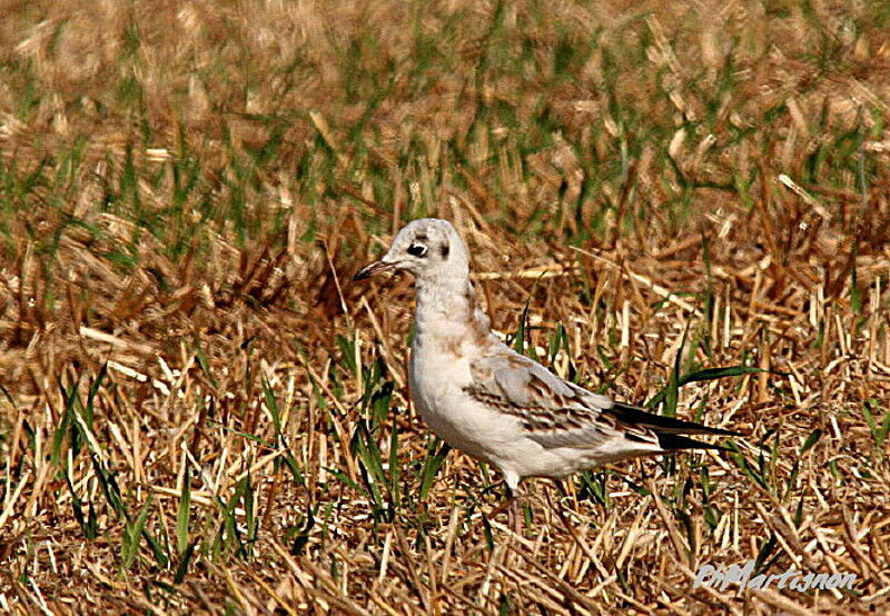 Mouette rieuse1ère année, identification