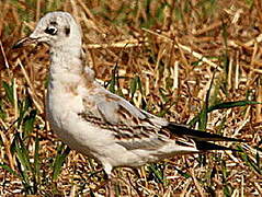 Mouette rieuse