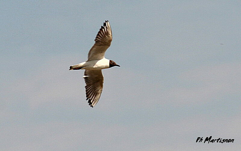 Mouette rieuse, Vol