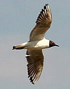 Mouette rieuse