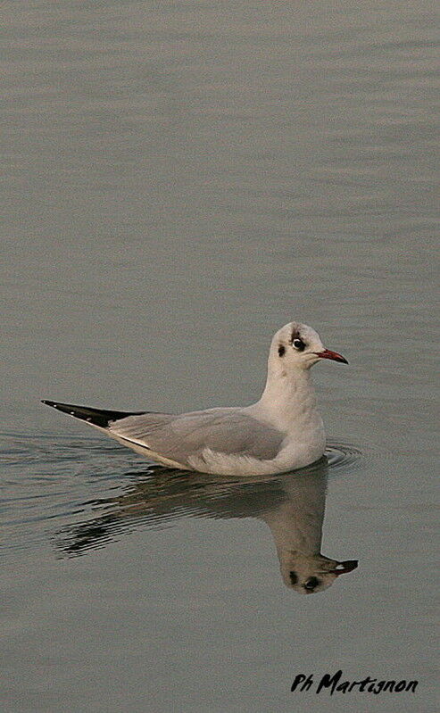 Mouette rieuse, identification