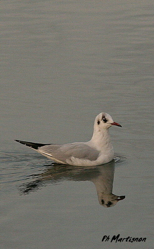 Black-headed Gull, identification