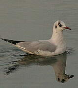 Mouette rieuse