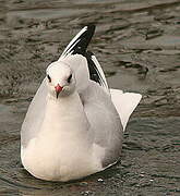 Mouette rieuse