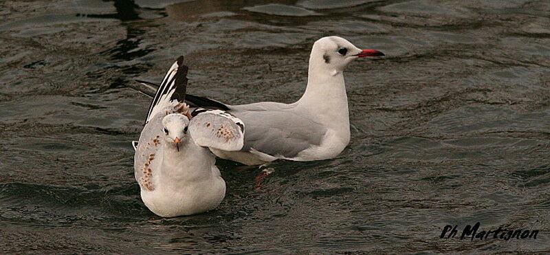 Mouette rieuse1ère année, identification