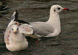 Mouette rieuse