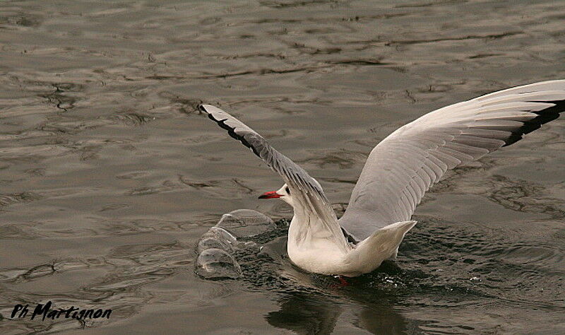 Black-headed Gull, Flight