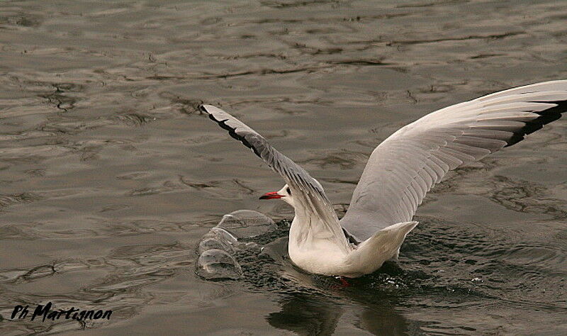 Mouette rieuse, Vol