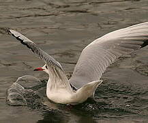 Mouette rieuse