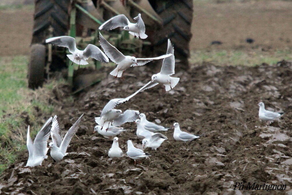 Mouette rieuse, Vol, mange