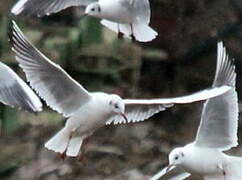 Mouette rieuse