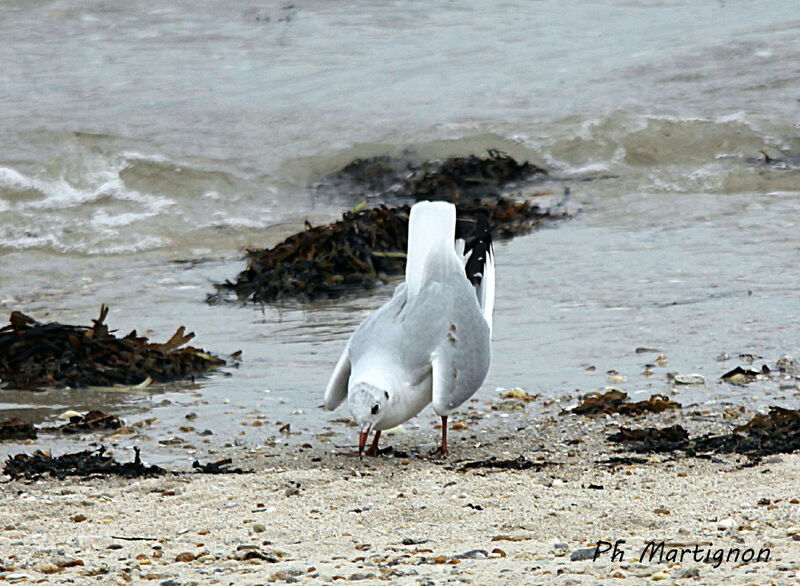 Mouette rieuse, identification, mange