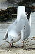 Mouette rieuse