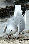 Black-headed Gull