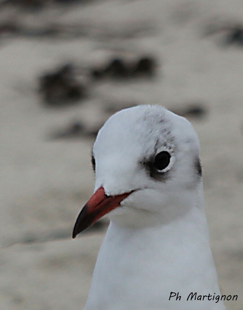 Black-headed Gull, identification