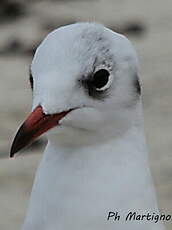 Mouette rieuse