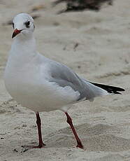 Mouette rieuse