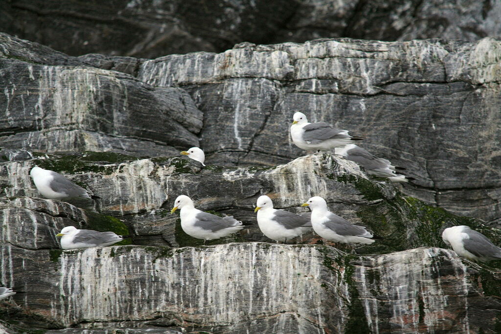 Black-legged Kittiwake