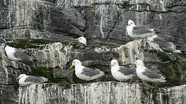 Mouette tridactyle