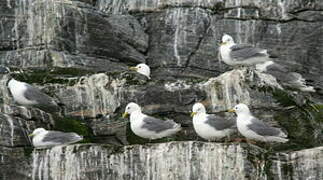 Black-legged Kittiwake