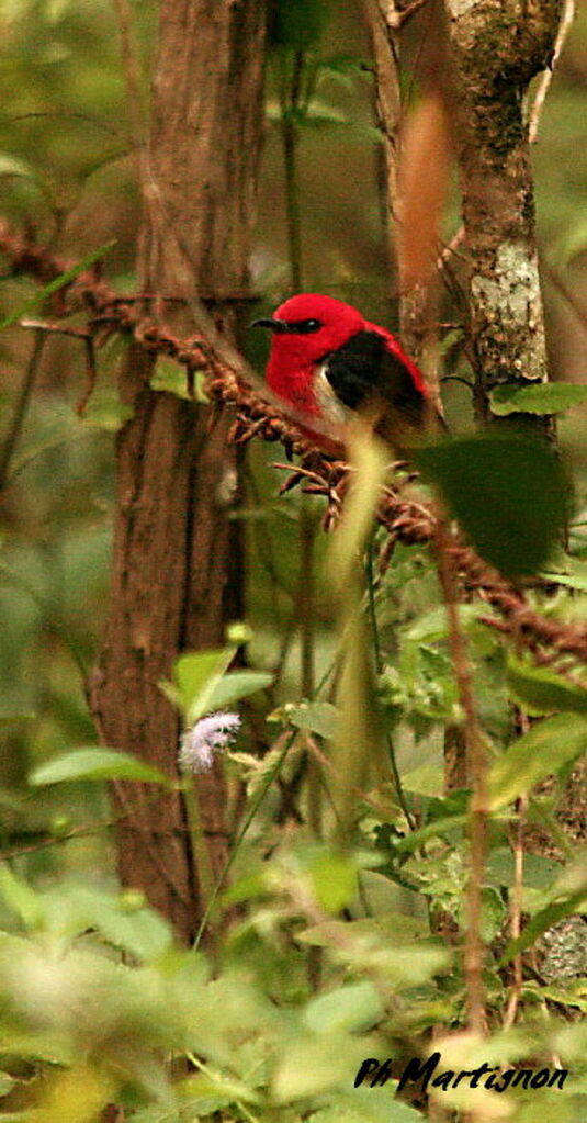 Scarlet Myzomela